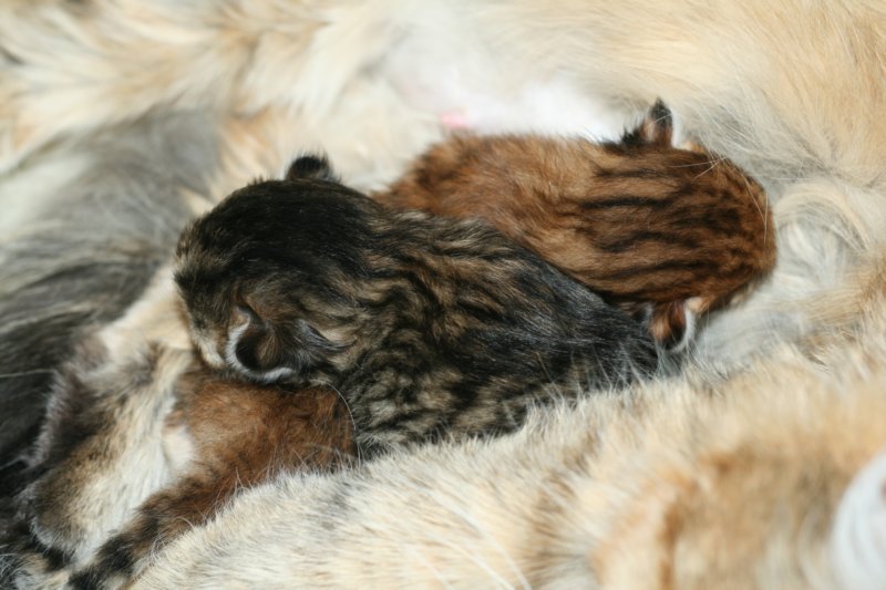 nooanaomiirenemamma49.jpg