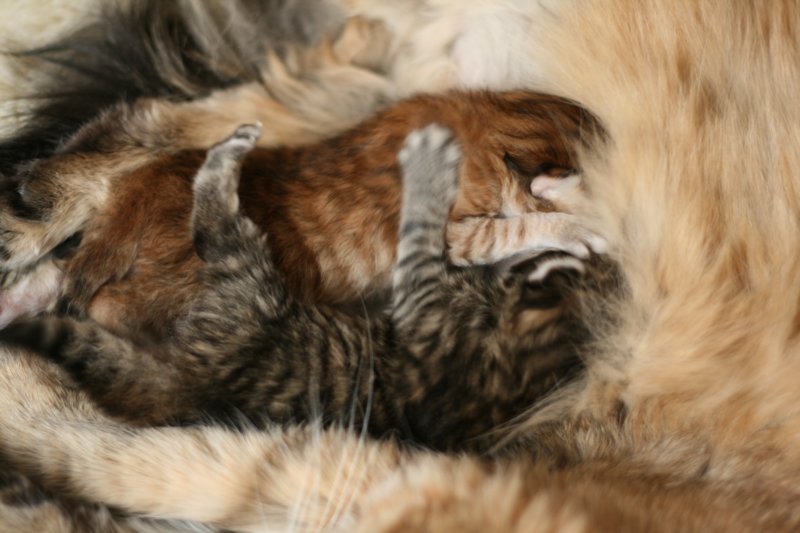 nooanaomiirenemamma50.jpg