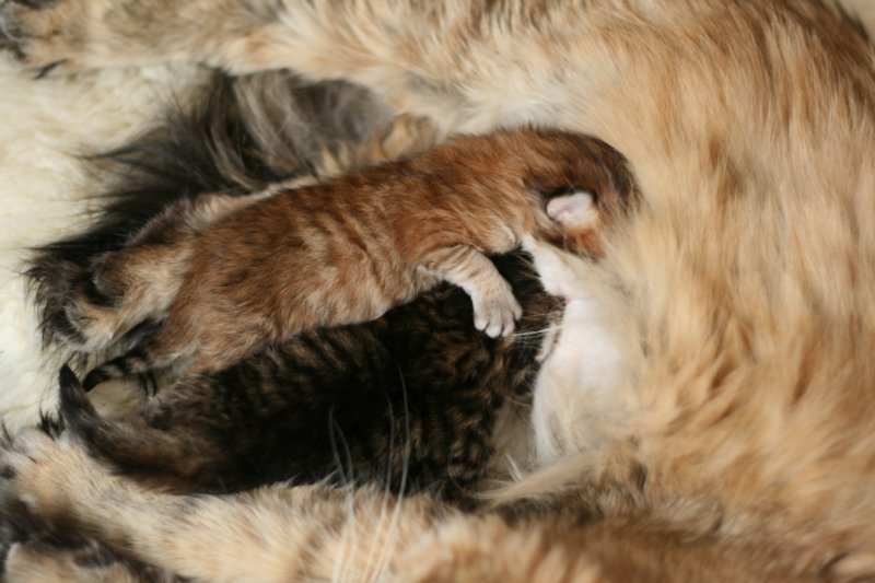 nooanaomiirenemamma51.jpg