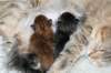 nooanaomiirenemamma55_small.jpg