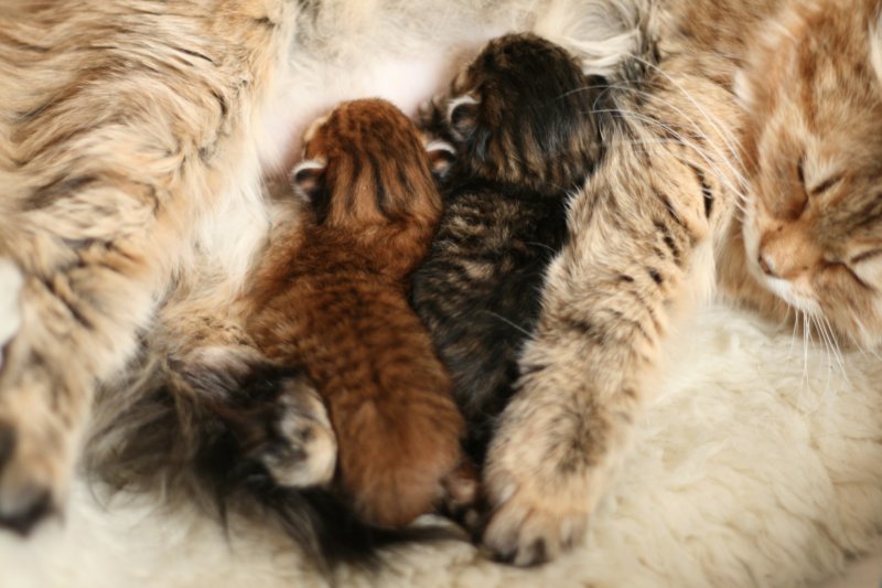 nooanaomiirenemamma56.jpg