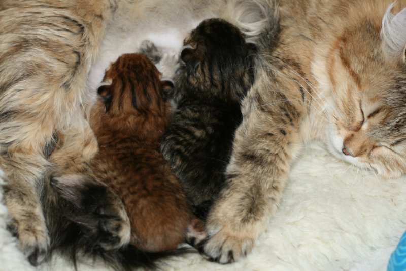 nooanaomiirenemamma59.jpg