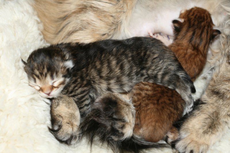 nooanaomiirenemamma61.jpg
