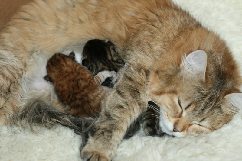 nooanaomiirenemamma7.jpg