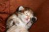 nooathegoldenboyinmylap10_small.jpg