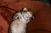 nooathegoldenboyinmylap11_small.jpg
