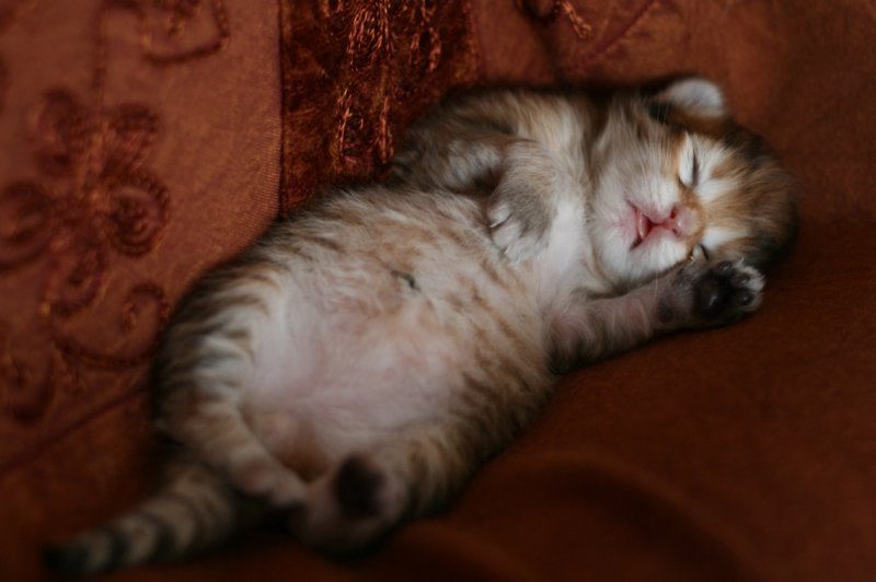 nooathegoldenboyinmylap13.jpg
