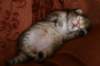 nooathegoldenboyinmylap13_small.jpg