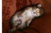 nooathegoldenboyinmylap14_small.jpg