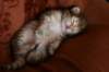 nooathegoldenboyinmylap15_small.jpg