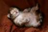 nooathegoldenboyinmylap18_small.jpg