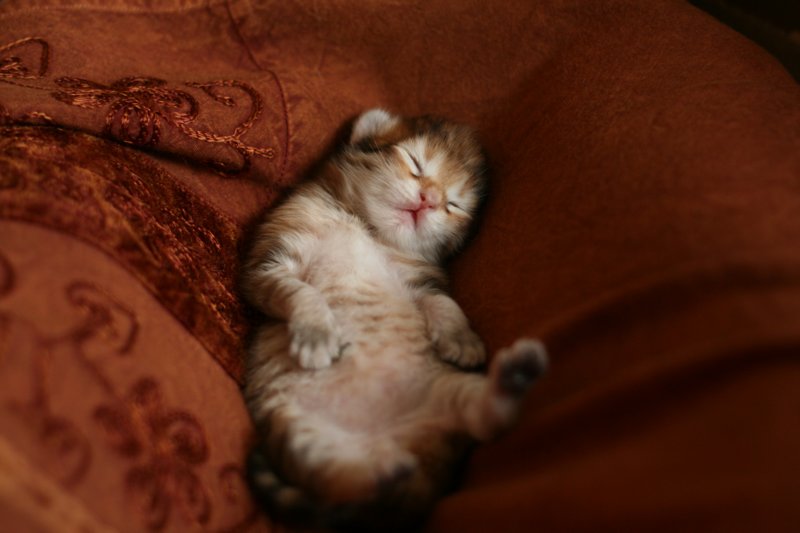 nooathegoldenboyinmylap19.jpg