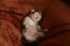 nooathegoldenboyinmylap19_small.jpg