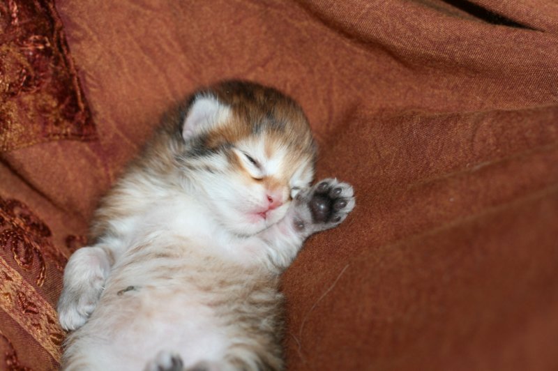 nooathegoldenboyinmylap2.jpg