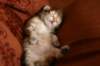 nooathegoldenboyinmylap20_small.jpg