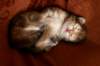nooathegoldenboyinmylap21_small.jpg