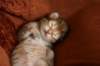 nooathegoldenboyinmylap22_small.jpg
