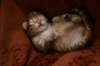nooathegoldenboyinmylap24_small.jpg