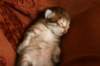 nooathegoldenboyinmylap25_small.jpg
