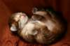 nooathegoldenboyinmylap27_small.jpg
