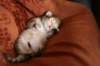 nooathegoldenboyinmylap7_small.jpg