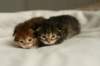 nooaandnaomi12_small.jpg