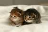 nooaandnaomi3_small.jpg