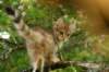 nooagoldensiberiankitten115weeks_small.jpg