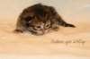 goldengirl230grimg_6121_small.jpg