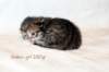 goldengirl230grimg_6127_small.jpg