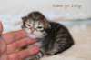 goldengirl230grimg_6130_small.jpg