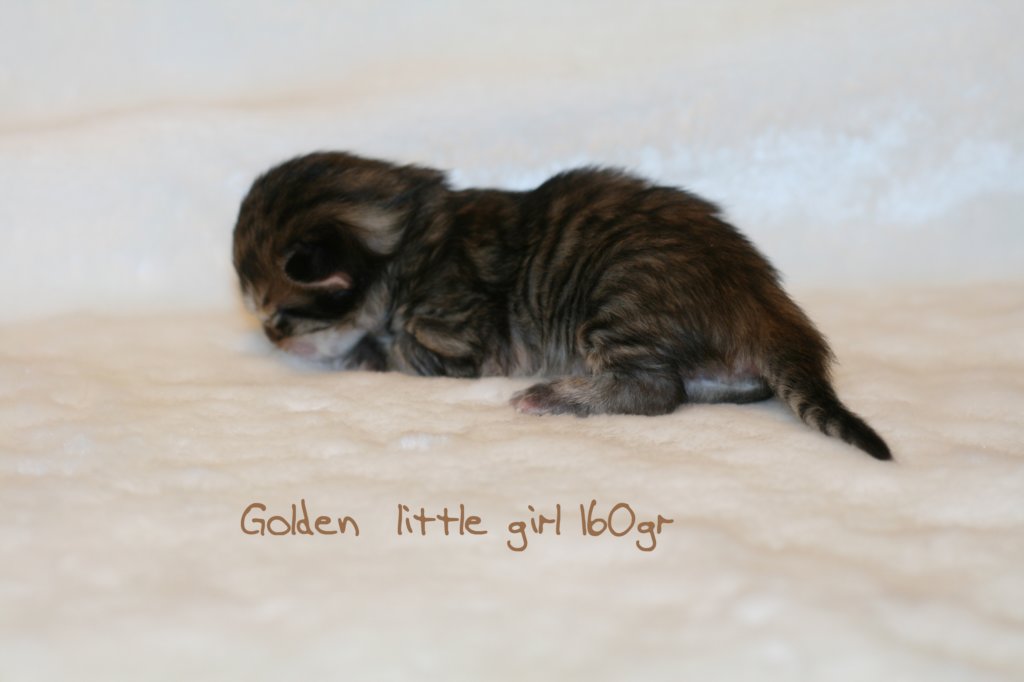 goldenlittlegirl160grimg_6142.jpg