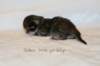 goldenlittlegirl160grimg_6142_small.jpg
