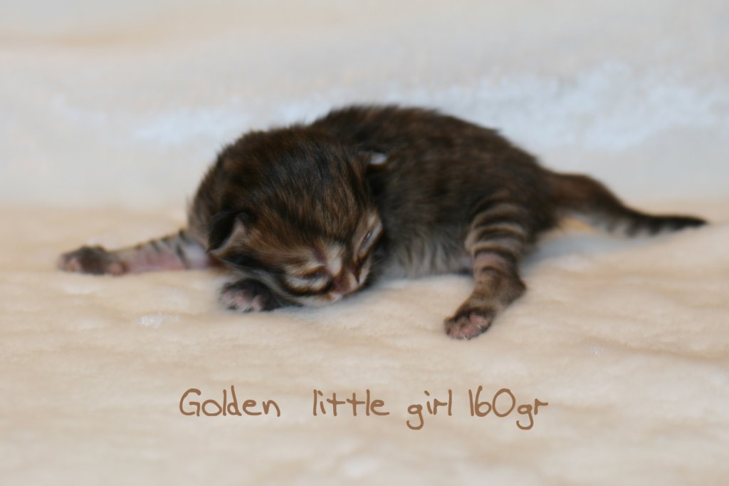 goldenlittlegirl160grimg_6143.jpg