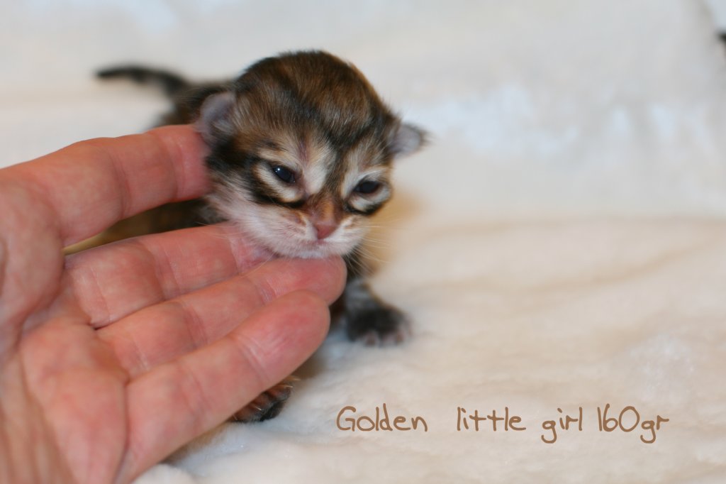 goldenlittlegirl160grimg_6147.jpg