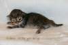 goldenlittlegirl160grimg_6149_small.jpg