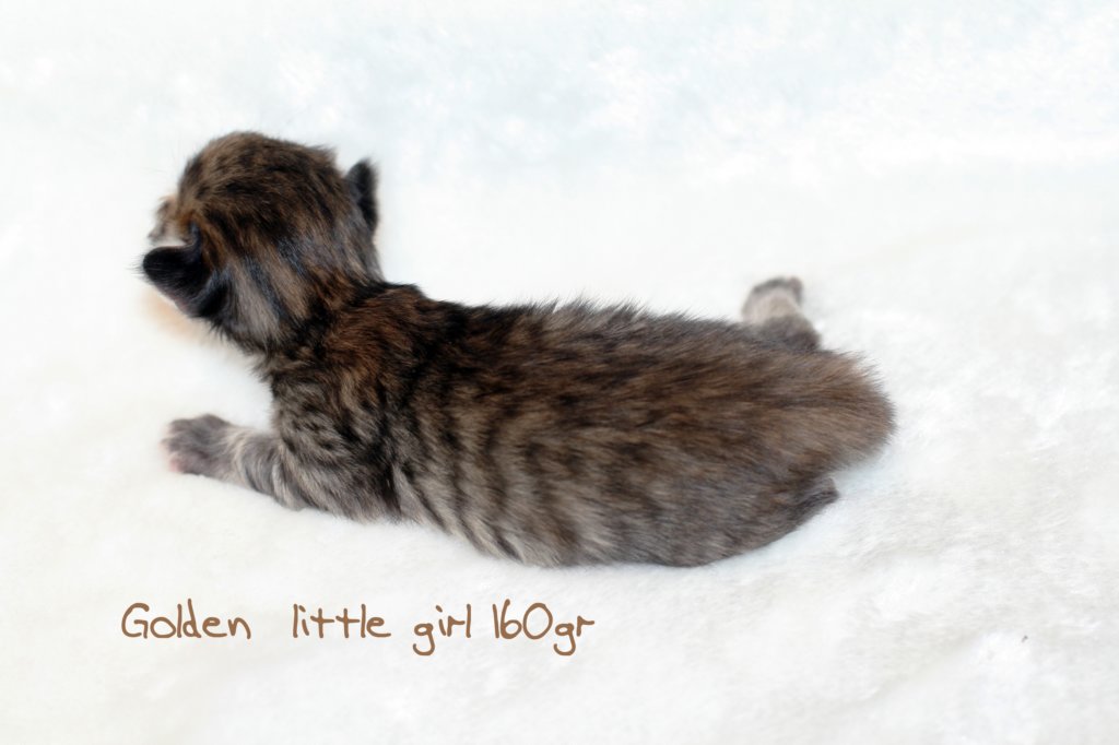 goldenlittlegirl160grimg_6151.jpg