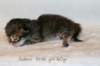 goldenlittlegirl160grimg_6152_small.jpg