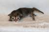 goldenlittlegirl160grimg_6154_small.jpg