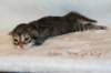 goldenlittlegirl160grimg_6155_small.jpg