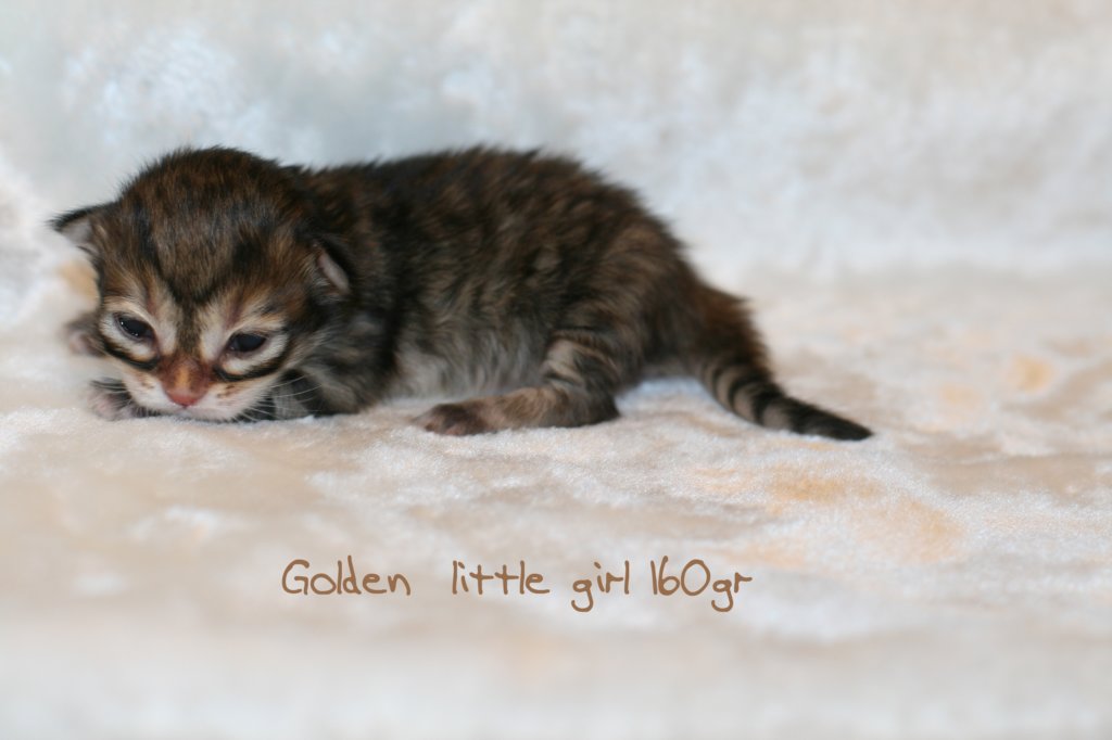 goldenlittlegirl160grimg_6158.jpg