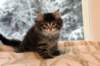 amurinomega7weeks1912014showbreedung10_small.jpg