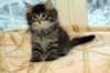amurinomega7weeks1912014showbreedung15_small.jpg