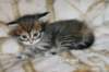 ofirgirlimg_6404_small.jpg