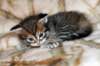 ofirgirlimg_6405_small.jpg