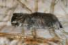 ofirgirlimg_6406_small.jpg