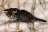 ofirgirlimg_6407_small.jpg