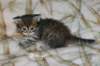 ofirgirlimg_6408_small.jpg