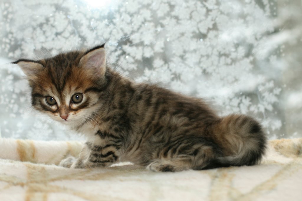 ofirgirlimg_71422.jpg