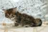 ofirgirlimg_71422_small.jpg